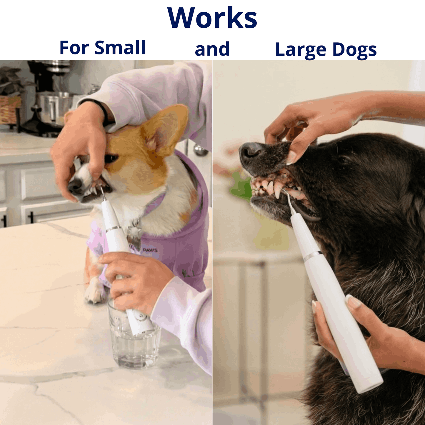 Silent Ultrasonic Plaque & Tartar Remover for dogs