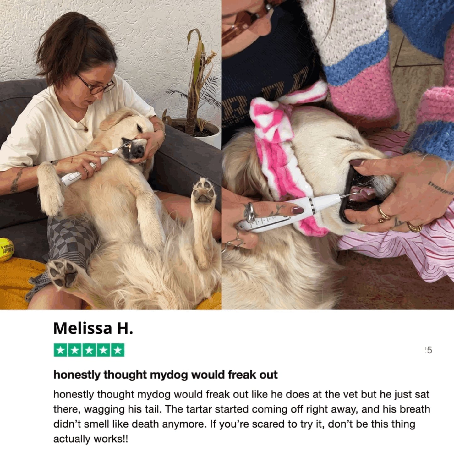 Silent Ultrasonic Plaque & Tartar Remover for dogs