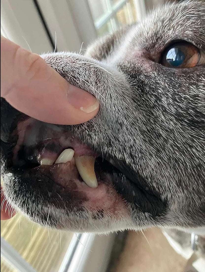 Dog teeth before surface-tartar cleaning