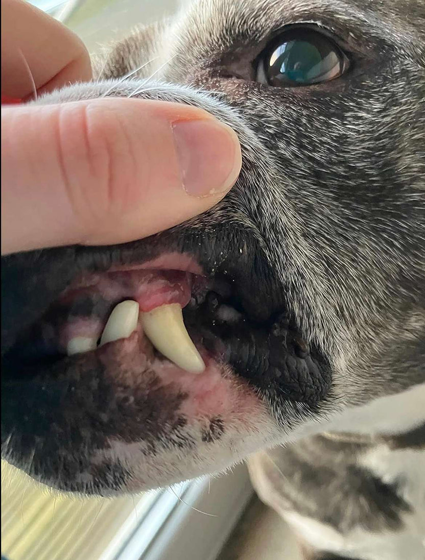 Dog teeth after surface-tartar cleaning