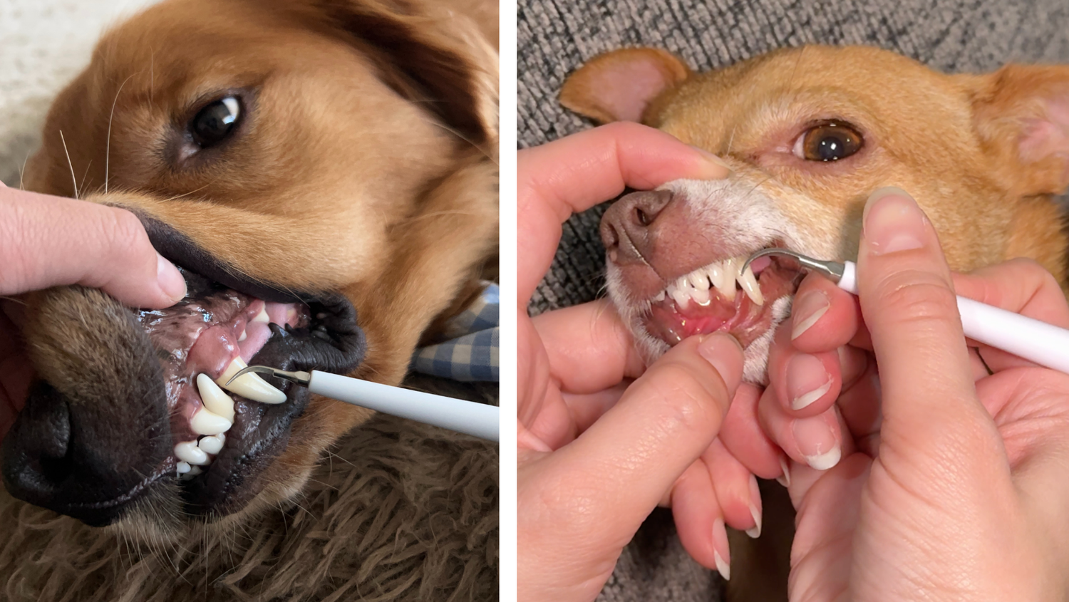 Dog tartar remover for different breeds and sizes
